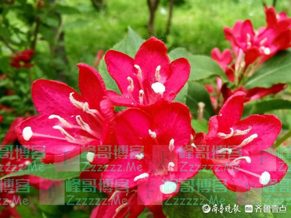 五一摄影“家”｜春雨过后百花艳