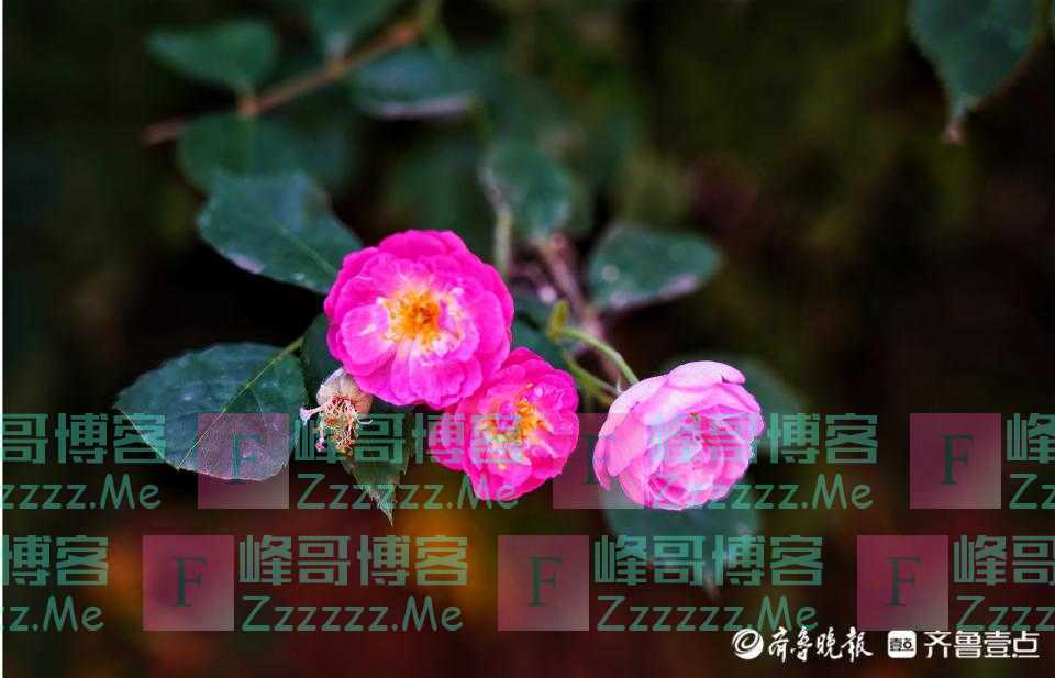 五一摄影“家”|假期宅家,小区内开启拍花模式