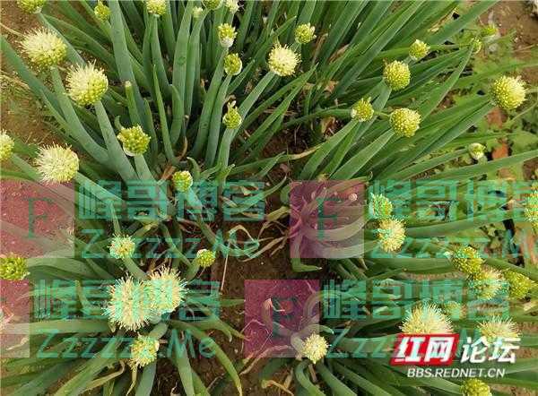 向往的家园丨咱农家种的蔬菜瓜果温暖了四季，你们城里人羡慕不来