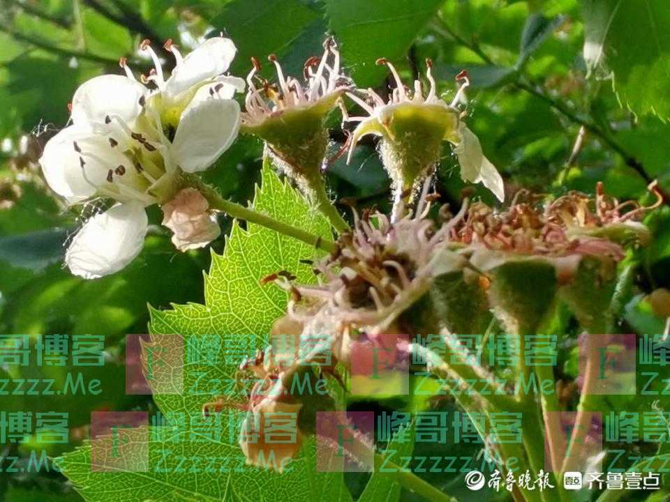 花开无声,春满校园