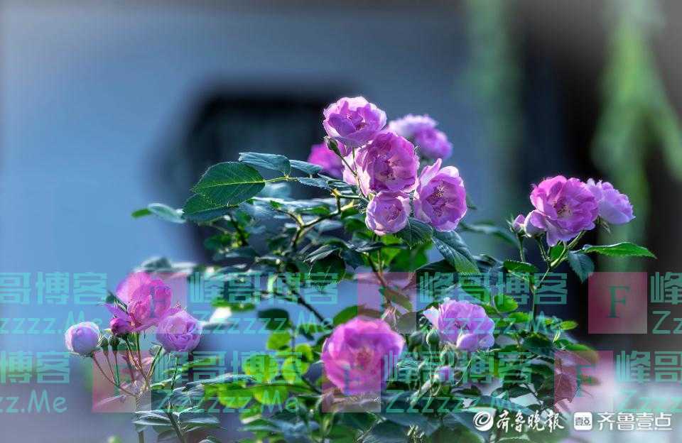 五一摄影“家”｜蔷薇花开艳，泉畔嗅芬芳