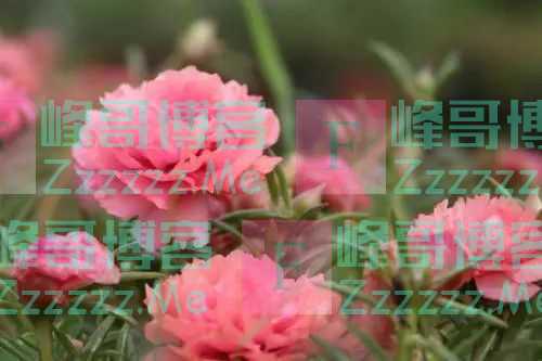 灿烂的夏花向我们招手