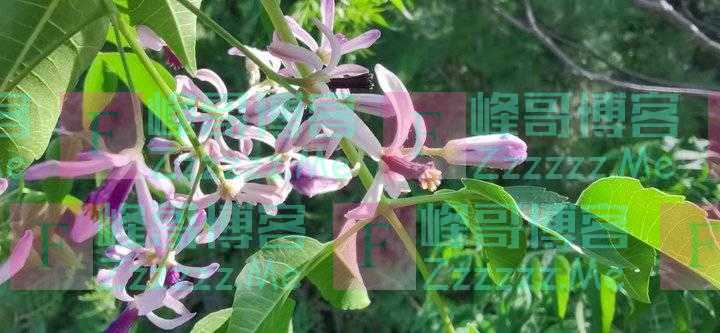 幽香楝树花