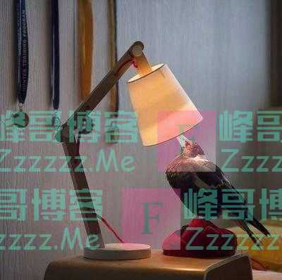 让鸟儿自己走吧（随笔）