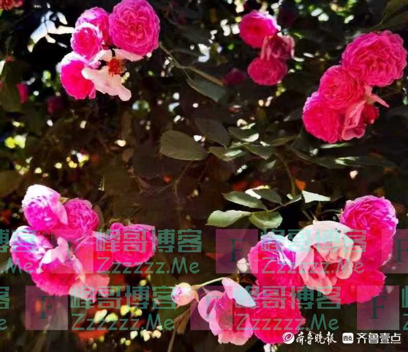 立夏日的蔷薇美轮美奂