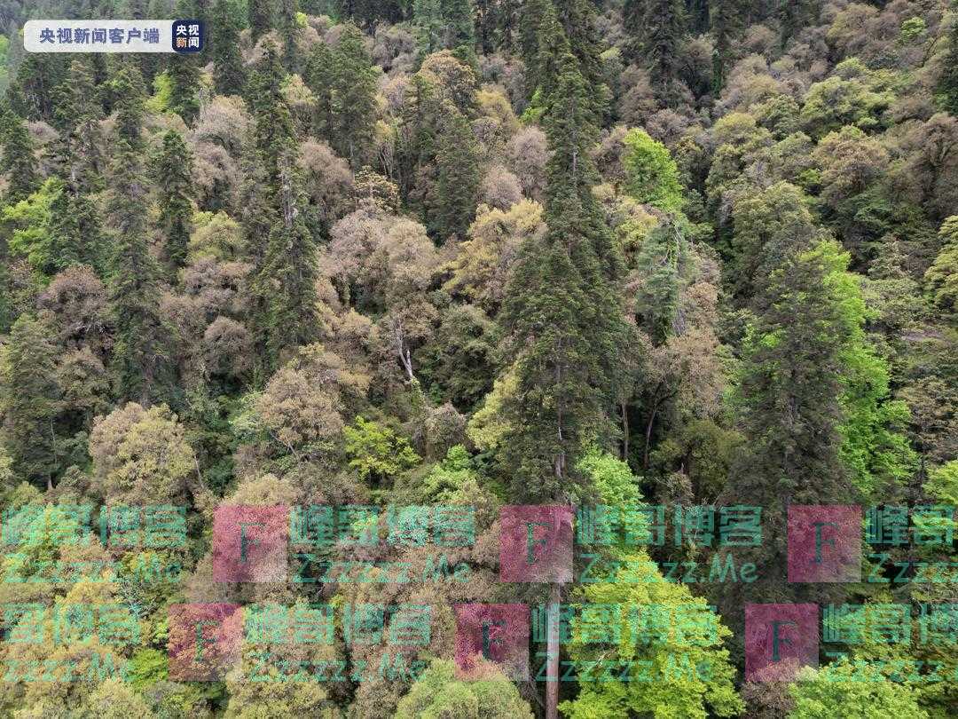 83.2米!青藏科考发现迄今中国最高树木
