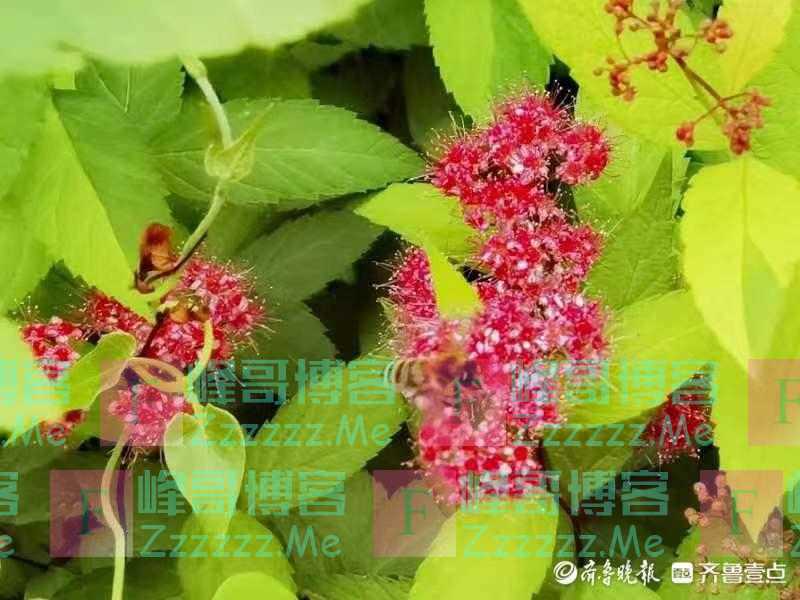 绣线菊花绽放，星星点点朴实无华