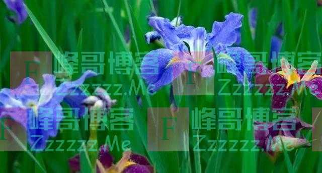 是鸢尾，也是初夏的怦然心动