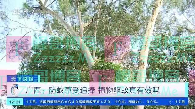 迷迭香薄荷等防蚊植物热销 植物驱蚊真能赶走蚊子吗？