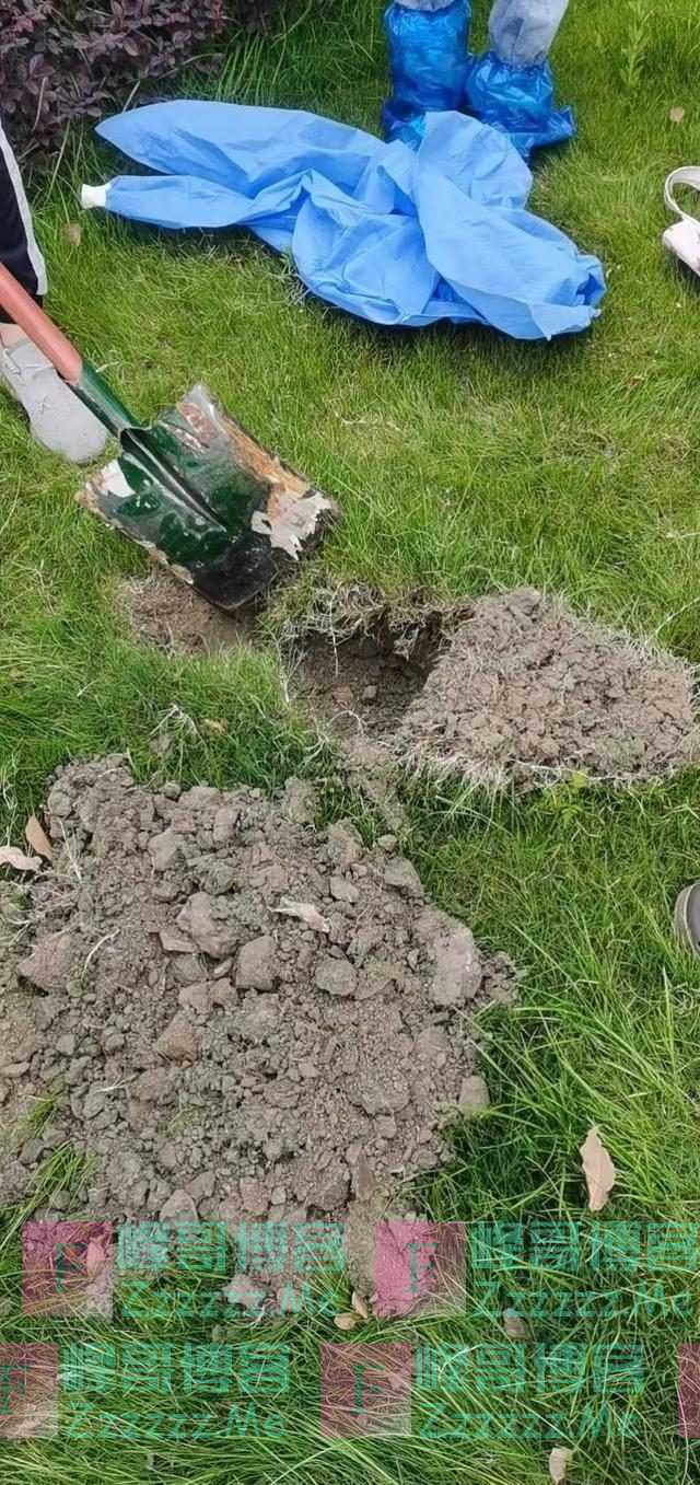 因疫情走红的“鸡排猫”被租客虐杀?当事人非“复旦教授”,警方介入↘