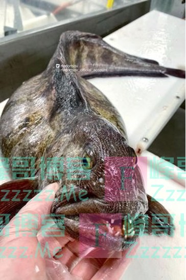 俄罗斯渔民打渔时发现奇怪物种，网友：像外星人，也像口袋妖怪