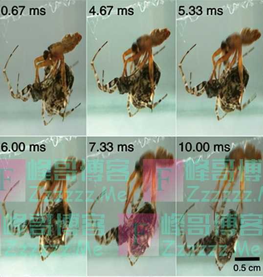 为了避免被“老婆”吃掉，这些公蜘蛛想出了各种神奇操作