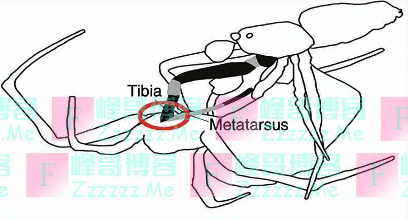 为了避免被“老婆”吃掉，这些公蜘蛛想出了各种神奇操作