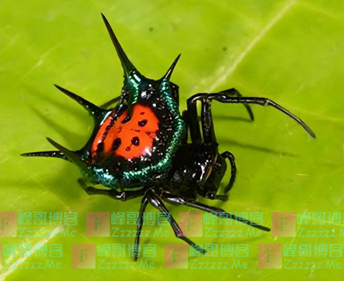 为了避免被“老婆”吃掉，这些公蜘蛛想出了各种神奇操作