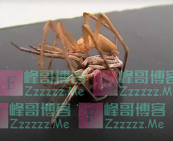 为了避免被“老婆”吃掉，这些公蜘蛛想出了各种神奇操作