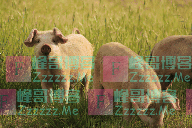 国外赞了60年的“中国午餐肉”,很多国人竟没吃过