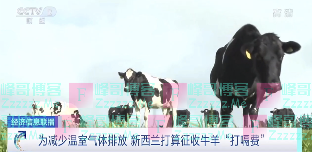 全球首个！这里将对牛羊收“打嗝费”，农民付钱，或最终消费者买单…