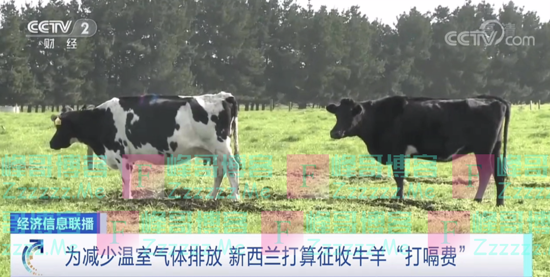 全球首个！这里将对牛羊收“打嗝费”，农民付钱，或最终消费者买单…