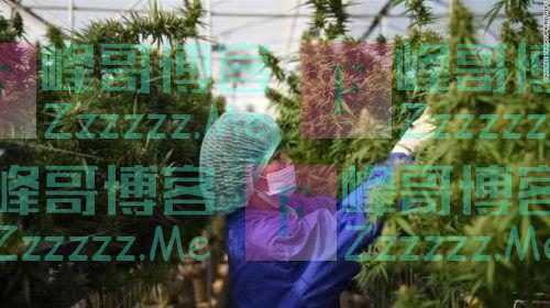 泰国正式成为亚洲首个大麻合法化的国家
