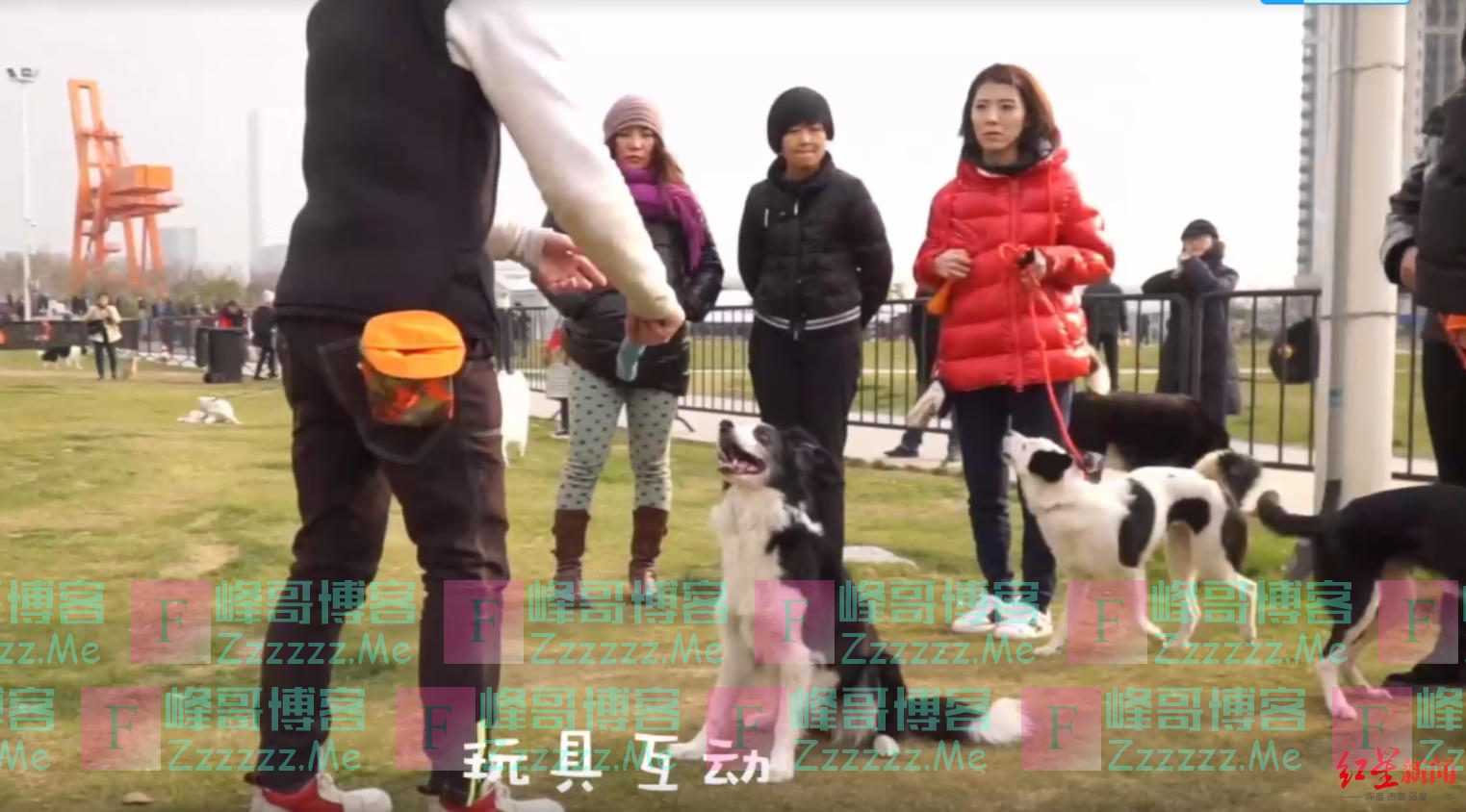 被忽视的宠物心理疾病：哈士奇“拆家”，藏品被毁损失200多万