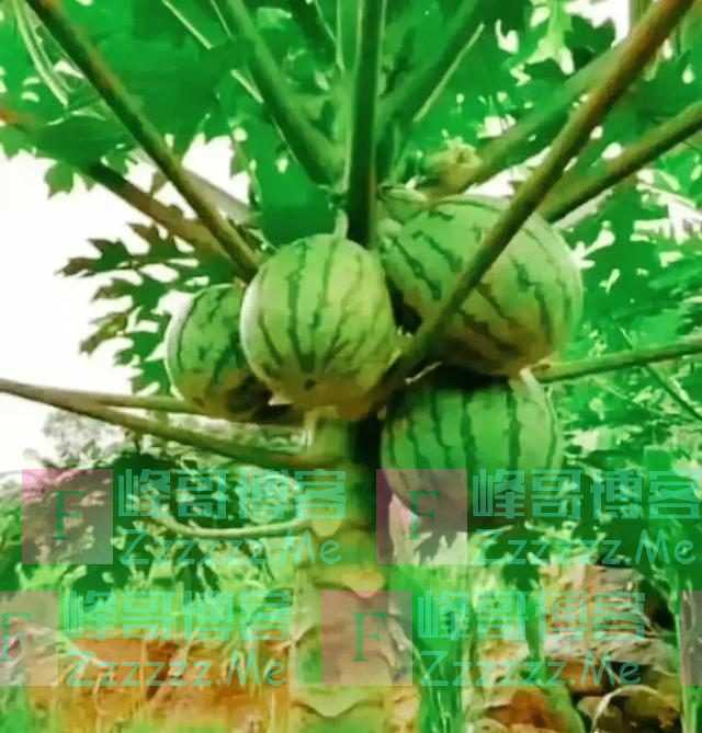 农产品还能这样卖？“我被焊在了新东方直播间……”