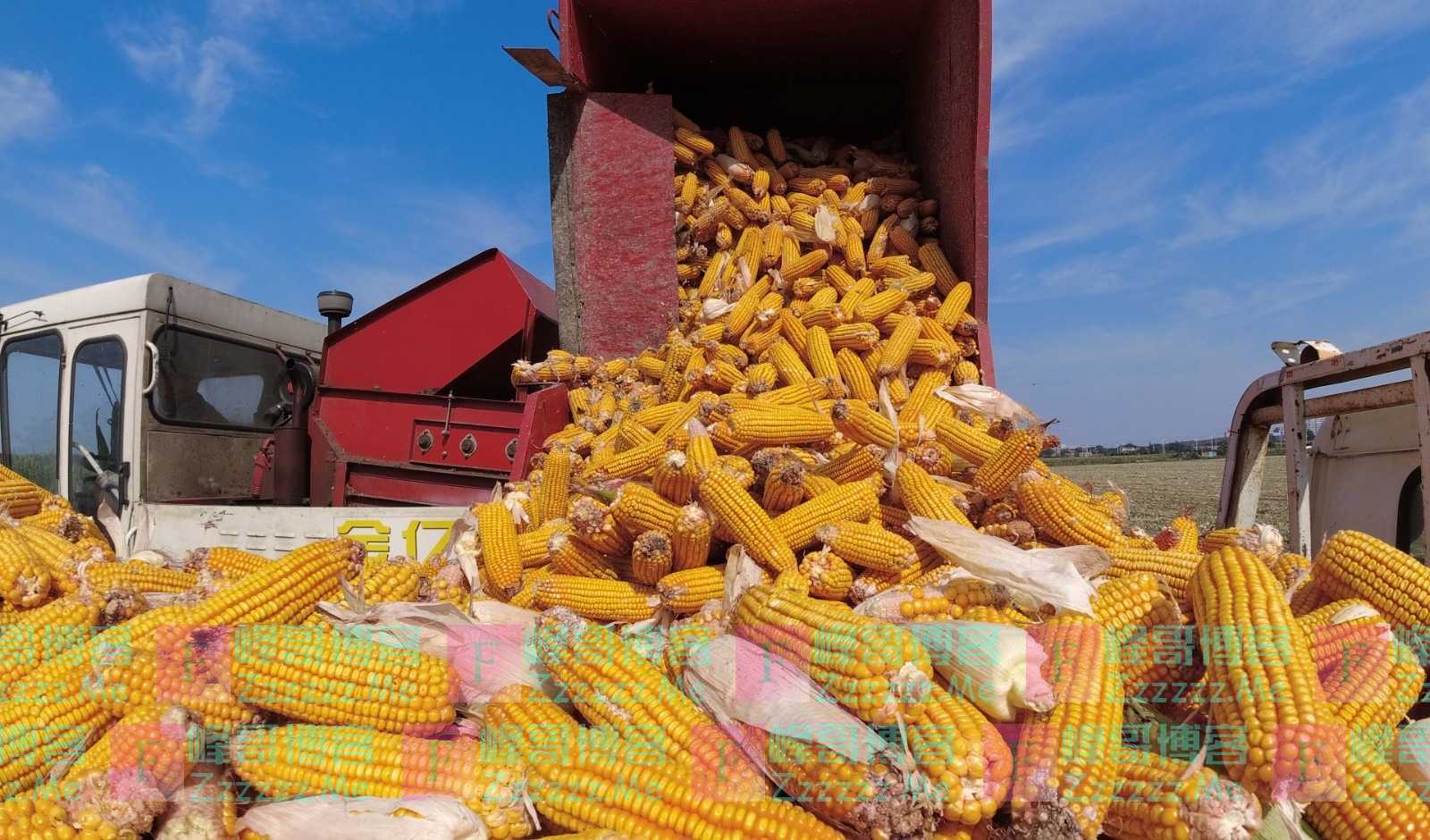 农民日报：6元一根“新东方”玉米，农民能赚多少？