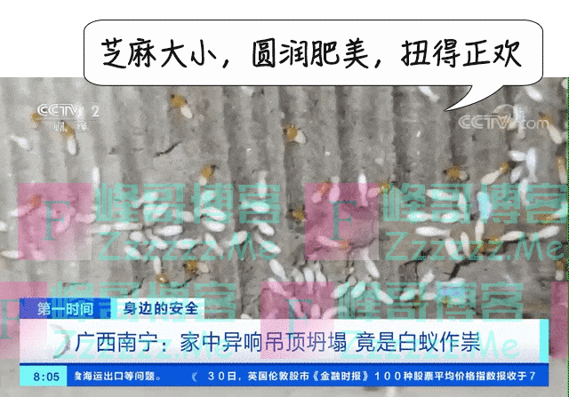 密密麻麻,此虫多地爆发!钻衣服、拆你家…遇到千万别这样做