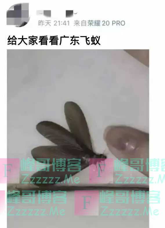 密密麻麻,此虫多地爆发!钻衣服、拆你家…遇到千万别这样做