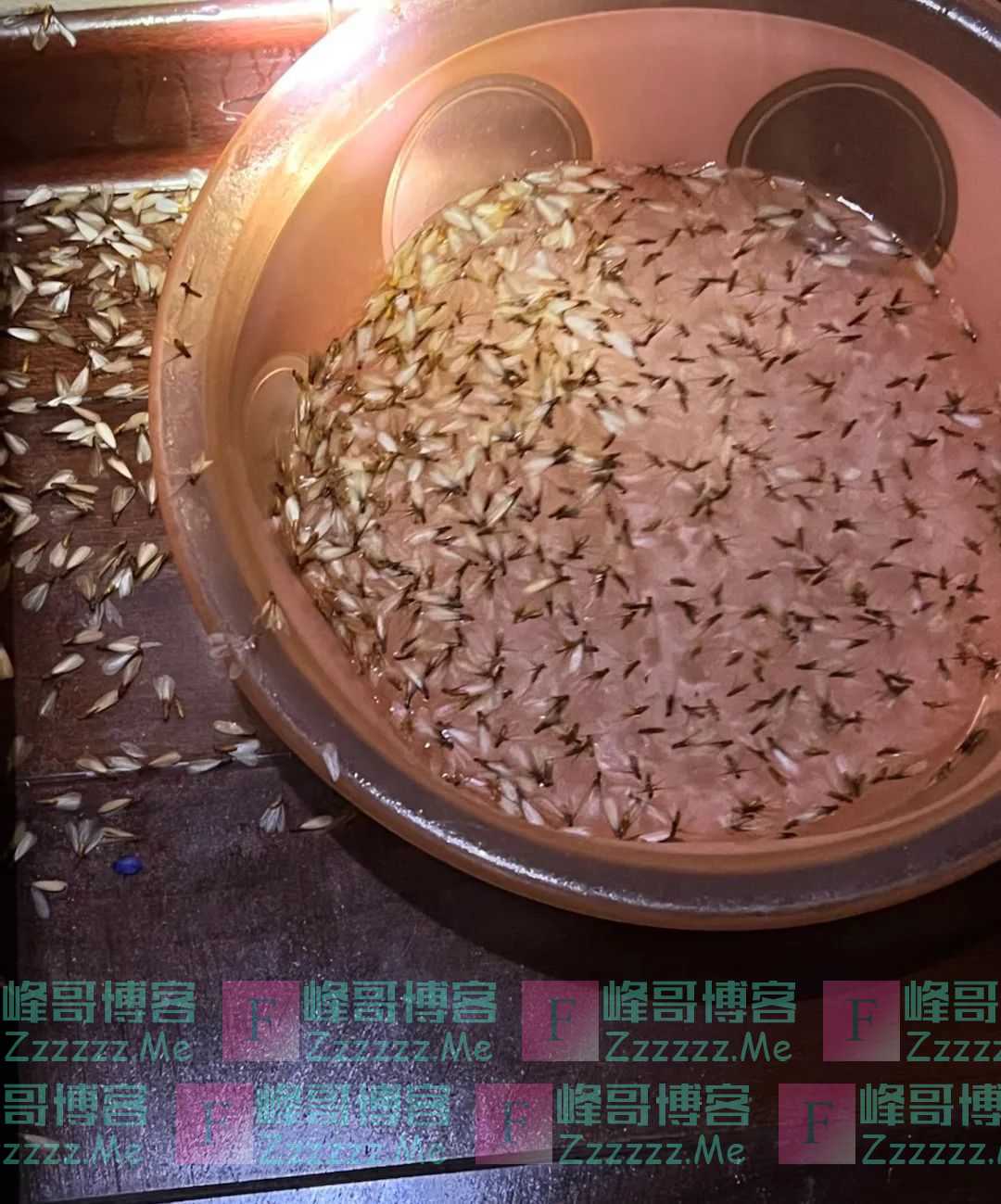 密密麻麻,此虫多地爆发!钻衣服、拆你家…遇到千万别这样做