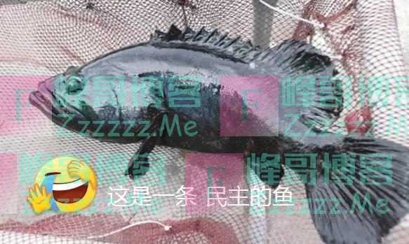 “有害”的台湾石斑鱼加上“民主”两个字就变健康了吗？
