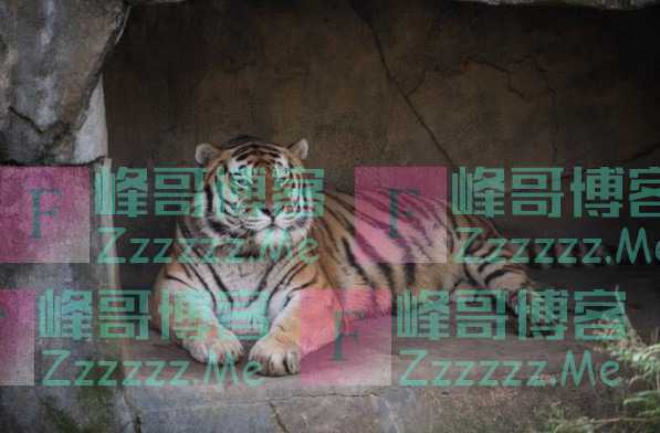 出生于俄罗斯的东北虎在美国死亡：生前感染新冠，患基础性疾病