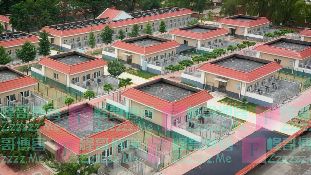 超萌预警！军犬幼崽有多可爱，看完心都要化了