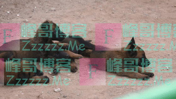 超萌预警!军犬幼崽有多可爱,看完心都要化了