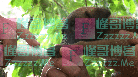 超萌预警!军犬幼崽有多可爱,看完心都要化了