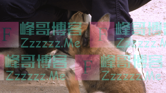 超萌预警!军犬幼崽有多可爱,看完心都要化了