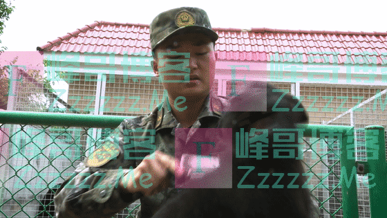 超萌预警!军犬幼崽有多可爱,看完心都要化了