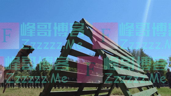 超萌预警!军犬幼崽有多可爱,看完心都要化了