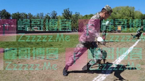 超萌预警!军犬幼崽有多可爱,看完心都要化了