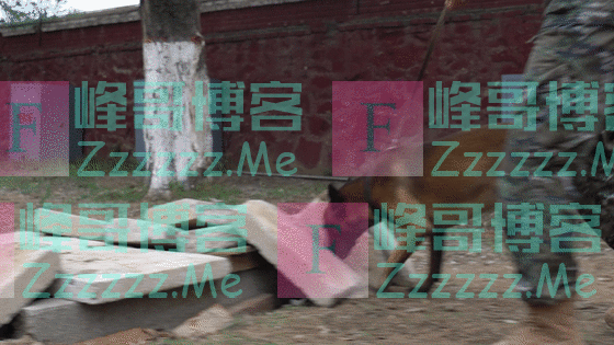 超萌预警!军犬幼崽有多可爱,看完心都要化了