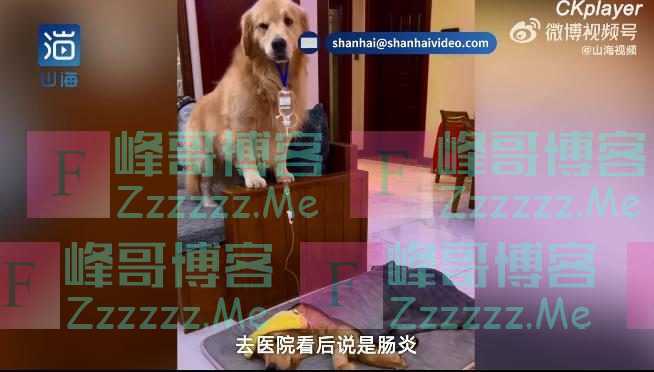 金毛弟弟打吊针哥哥帮举药瓶 表情呆萌内心很懂事的样子很讨人喜欢