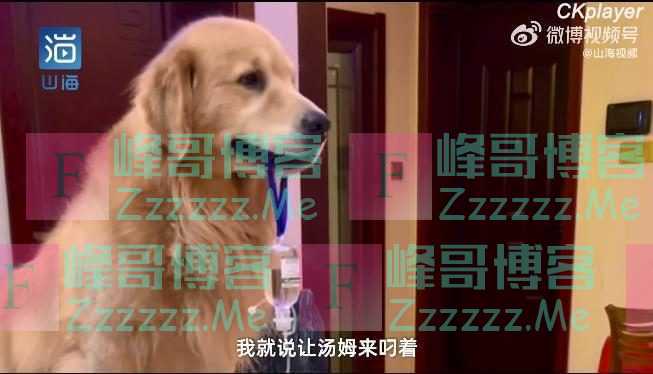 金毛弟弟打吊针哥哥帮举药瓶 表情呆萌内心很懂事的样子很讨人喜欢