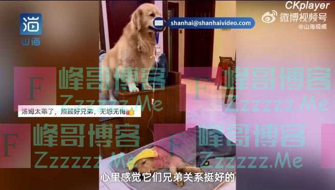 金毛弟弟打吊针哥哥帮举药瓶 表情呆萌内心很懂事的样子很讨人喜欢