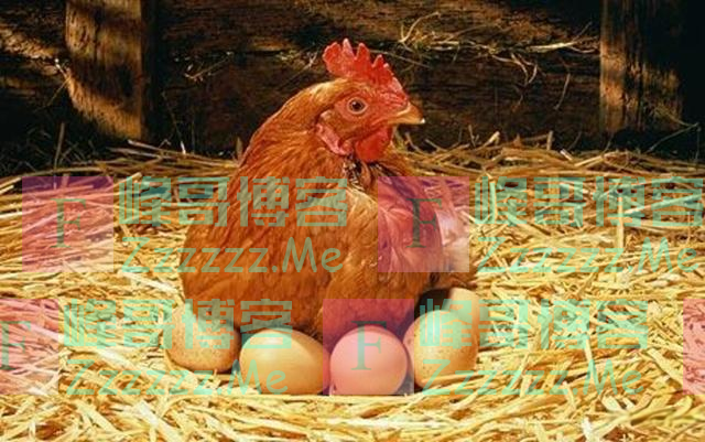 鸡为何每天都会下蛋?鸡蛋被拿后,它不生气吗?