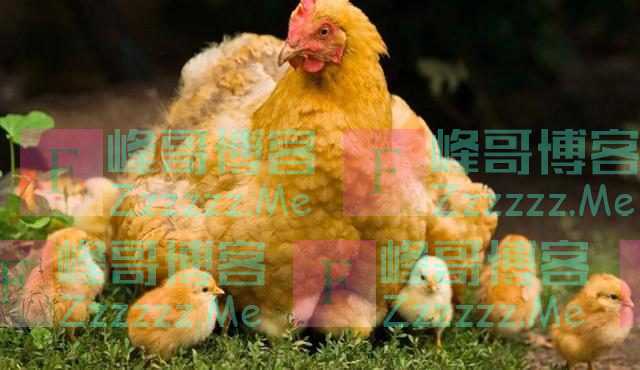 鸡为何每天都会下蛋?鸡蛋被拿后,它不生气吗?