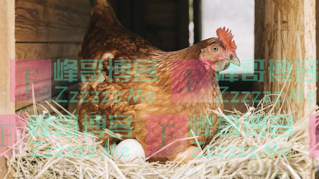 鸡为何每天都会下蛋?鸡蛋被拿后,它不生气吗?