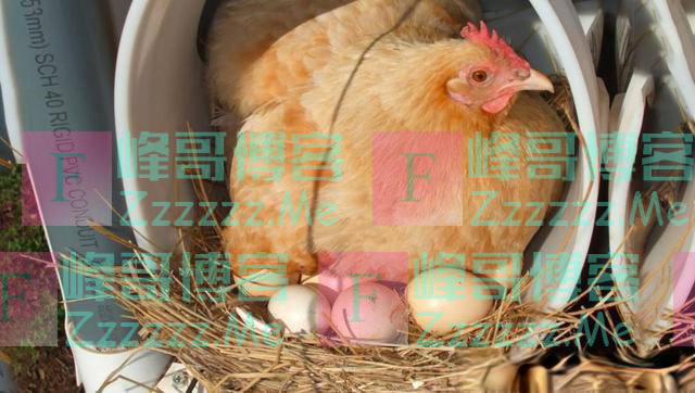 鸡为何每天都会下蛋?鸡蛋被拿后,它不生气吗?