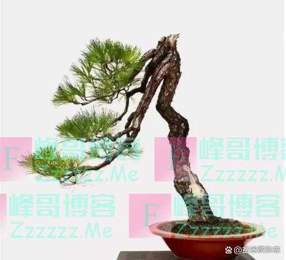 “狂草”般的盆景