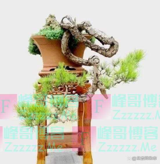 “狂草”般的盆景
