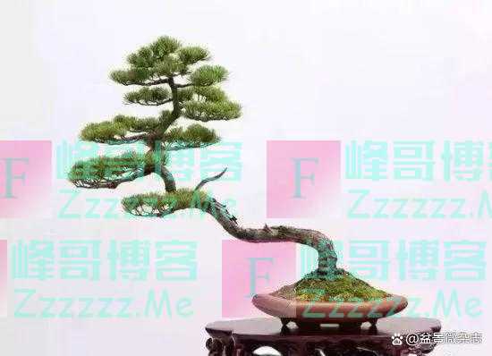 “狂草”般的盆景