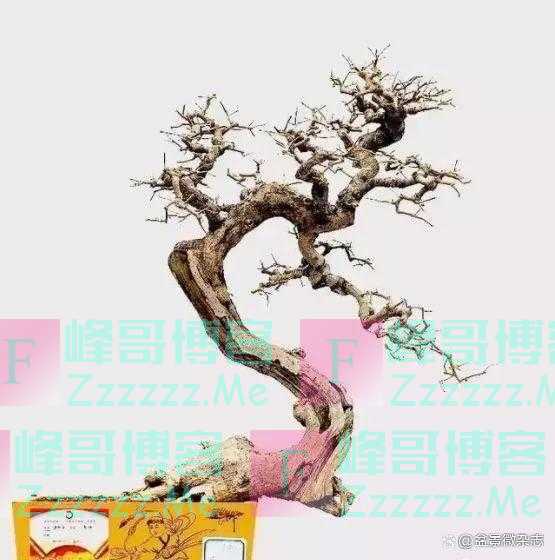 “狂草”般的盆景